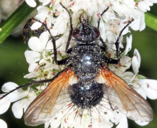 Zophomyia temula